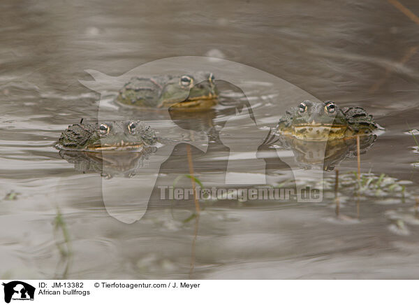 African bullfrogs / JM-13382