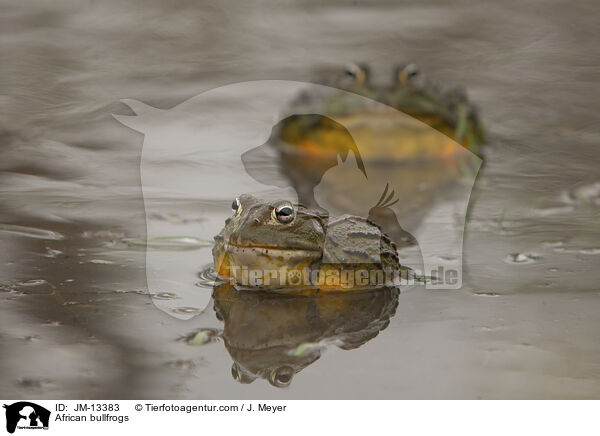 African bullfrogs / JM-13383