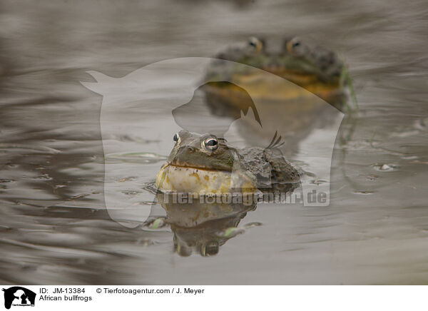 African bullfrogs / JM-13384