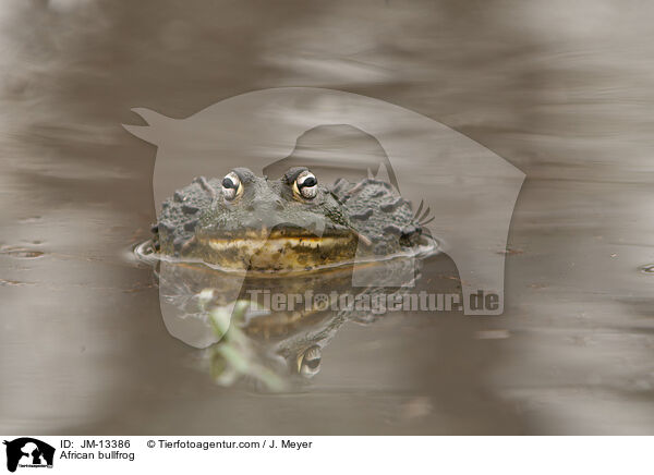 African bullfrog / JM-13386