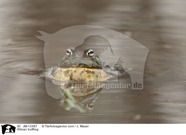 African bullfrog / JM-13387