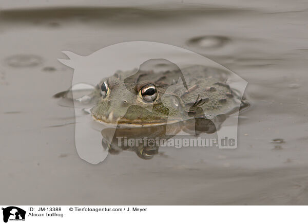African bullfrog / JM-13388
