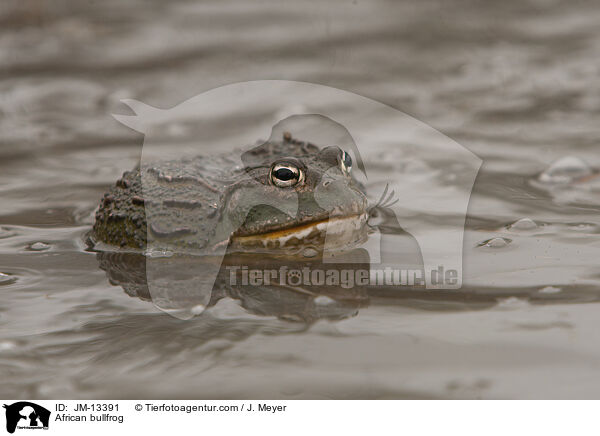 African bullfrog / JM-13391