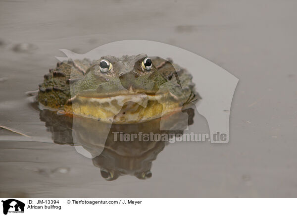 African bullfrog / JM-13394