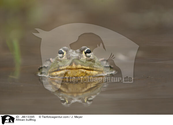 African bullfrog / JM-13395