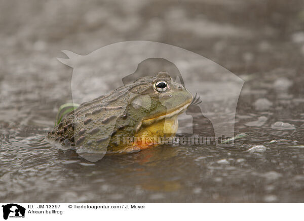 African bullfrog / JM-13397
