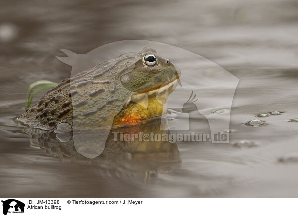 African bullfrog / JM-13398