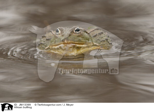 African bullfrog / JM-13399