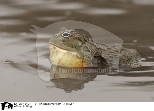 African bullfrog / JM-13401