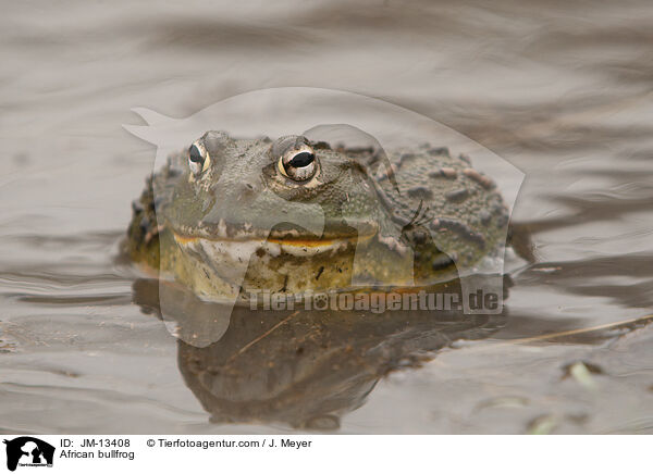 African bullfrog / JM-13408
