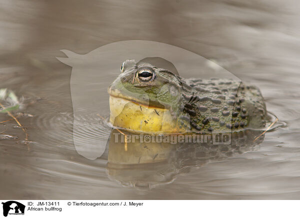 African bullfrog / JM-13411
