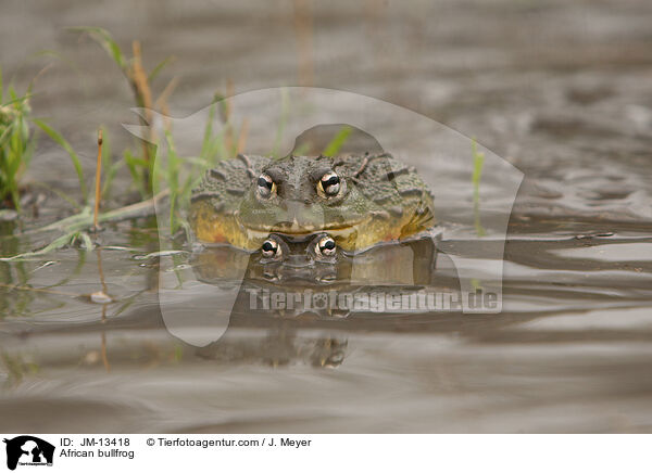 African bullfrog / JM-13418