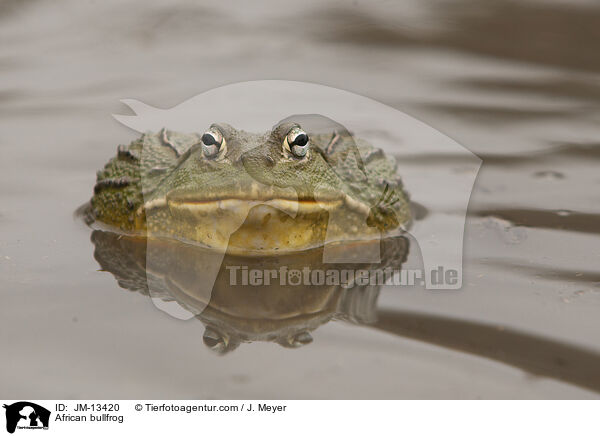 African bullfrog / JM-13420