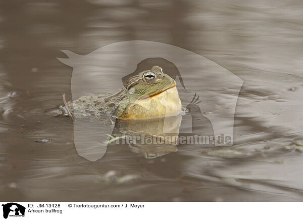 African bullfrog / JM-13428