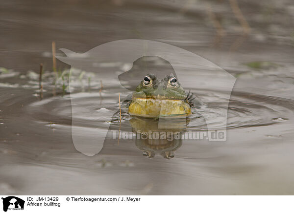 African bullfrog / JM-13429