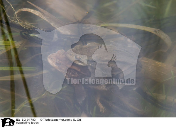 copulating toads / SO-01783