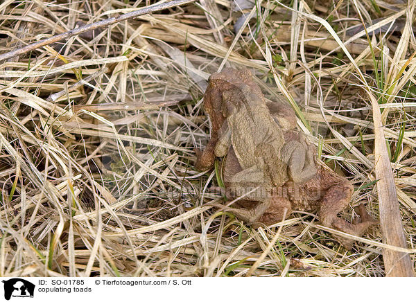 copulating toads / SO-01785