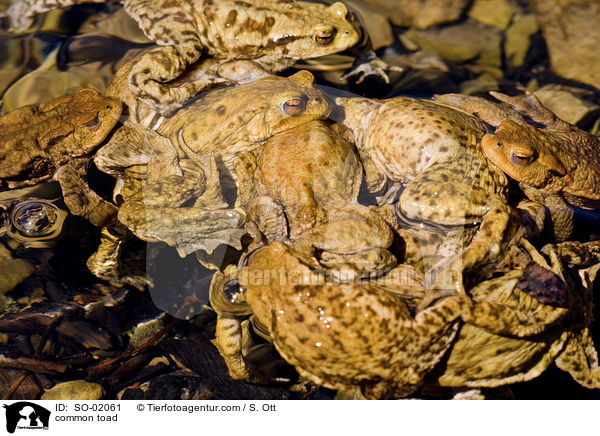 common toad / SO-02061
