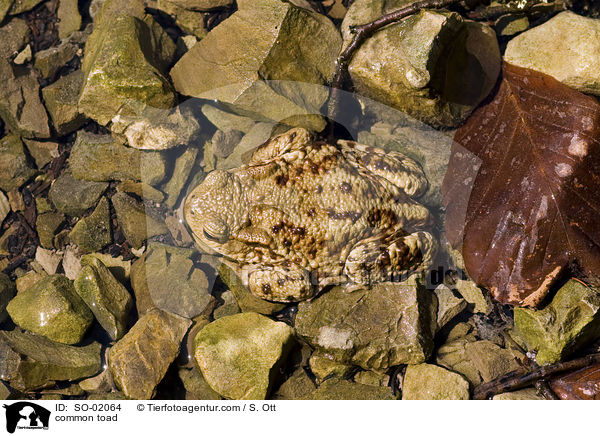 common toad / SO-02064