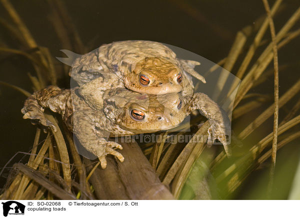copulating toads / SO-02068