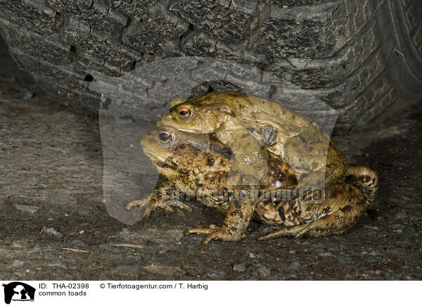 common toads / THA-02398