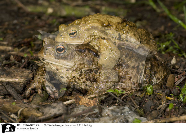 common toads / THA-02399