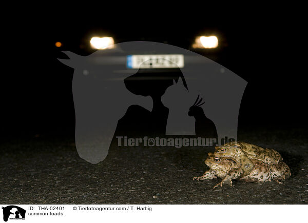 common toads / THA-02401
