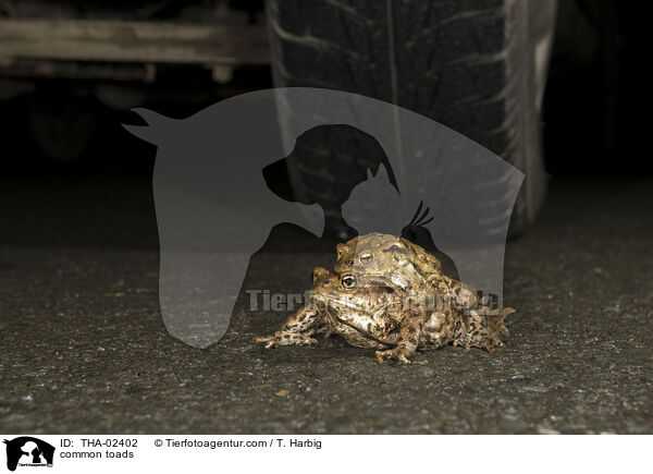 common toads / THA-02402