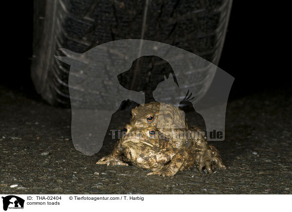 common toads / THA-02404