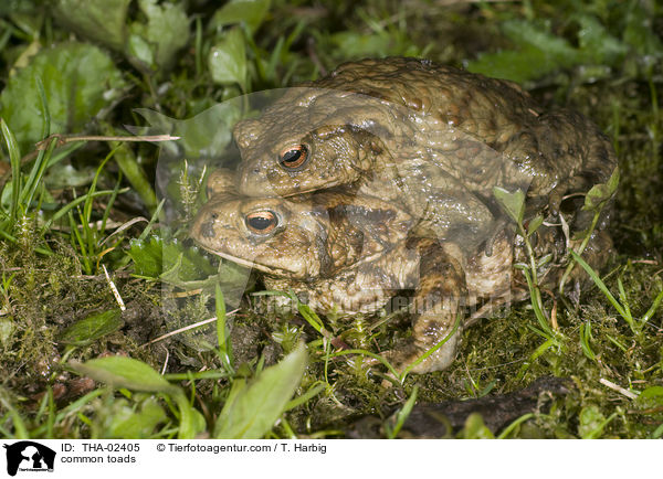 common toads / THA-02405