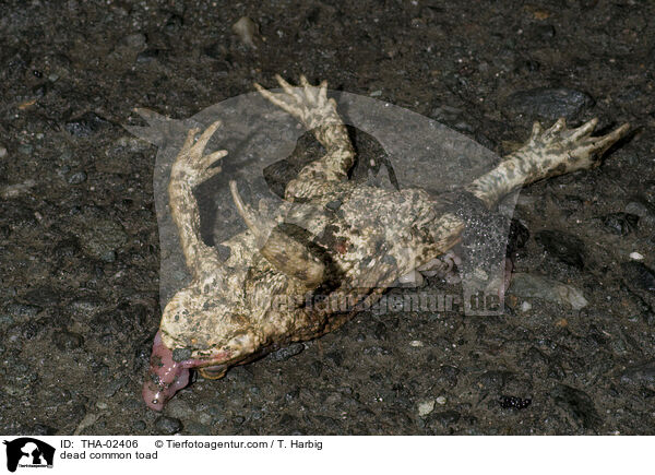 dead common toad / THA-02406