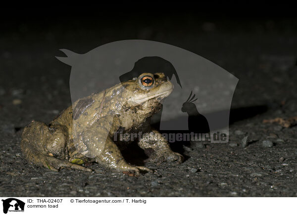 common toad / THA-02407