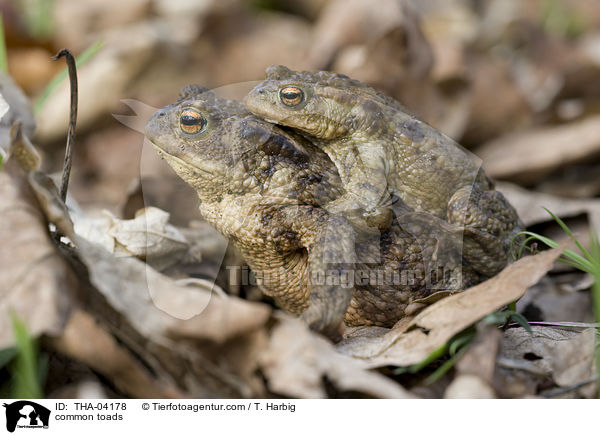 common toads / THA-04178