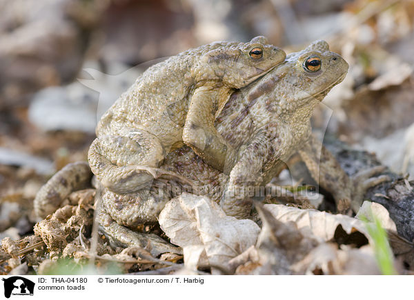 common toads / THA-04180