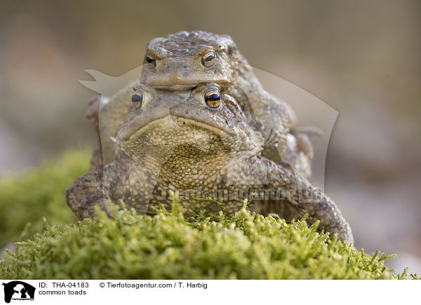 common toads / THA-04183