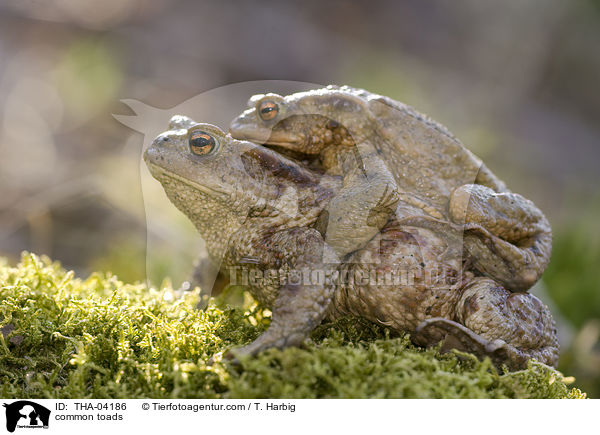 common toads / THA-04186