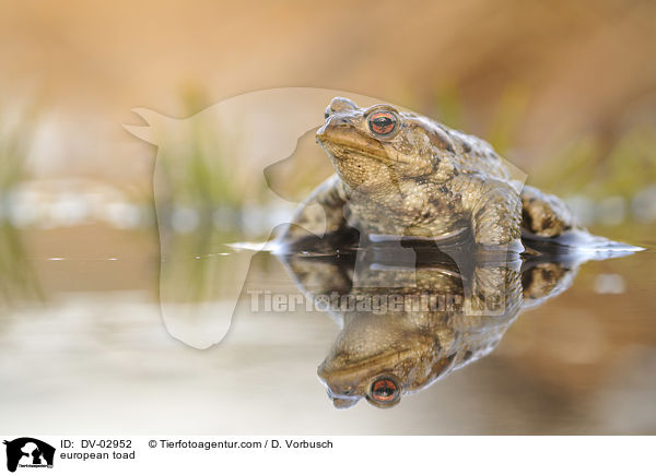 european toad / DV-02952