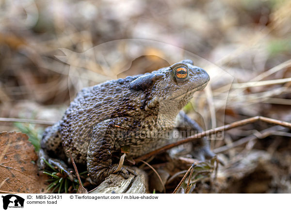 common toad / MBS-23431