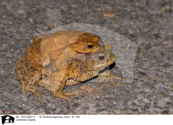 common toads / SO-02911