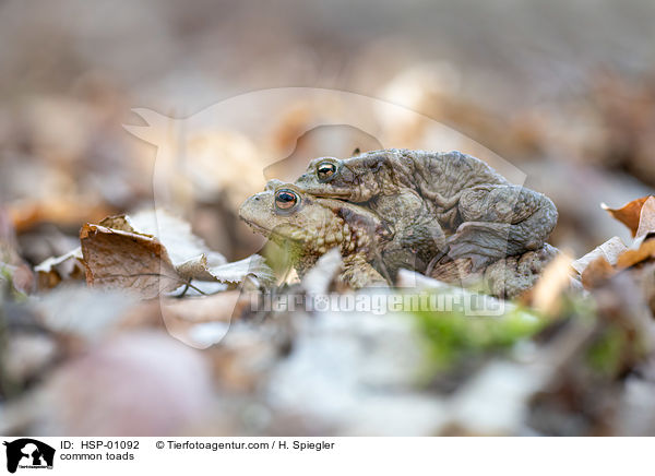 Erdkrten / common toads / HSP-01092