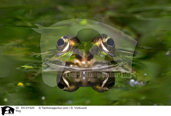 frog / DV-01420