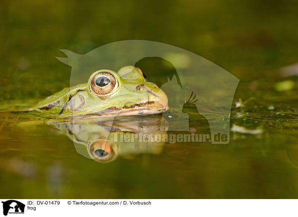 frog / DV-01479