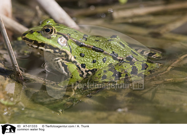 common water frog / AT-01333