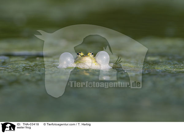 water frog / THA-03418