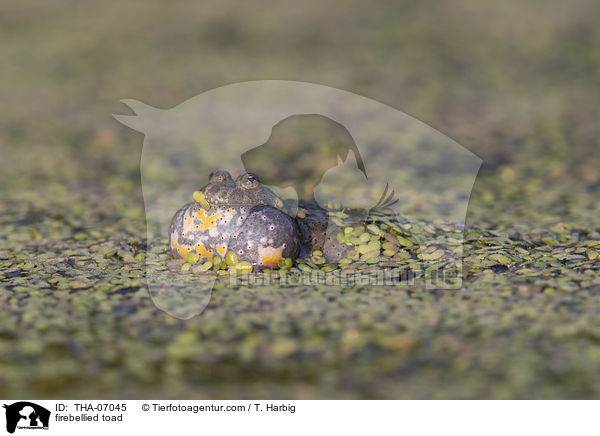 firebellied toad / THA-07045