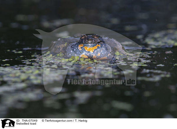 firebellied toad / THA-07049