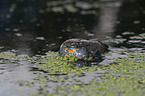 firebellied toad