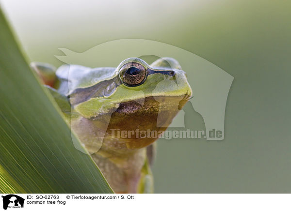 common tree frog / SO-02763