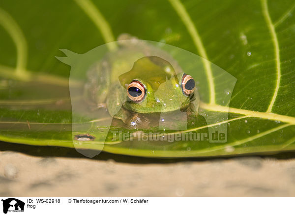 Frosch / frog / WS-02918