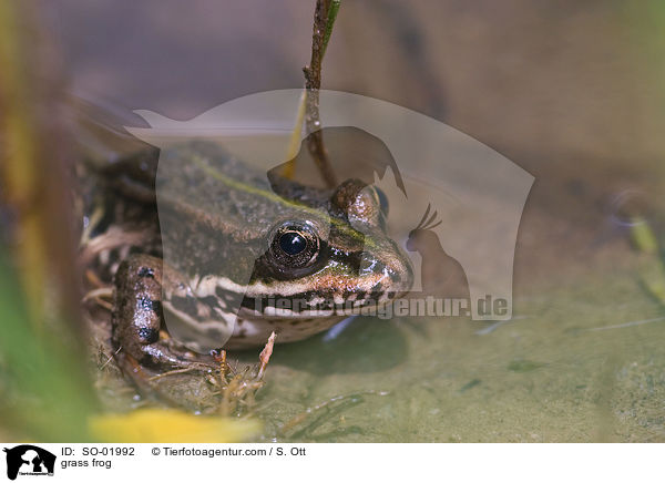 grass frog / SO-01992